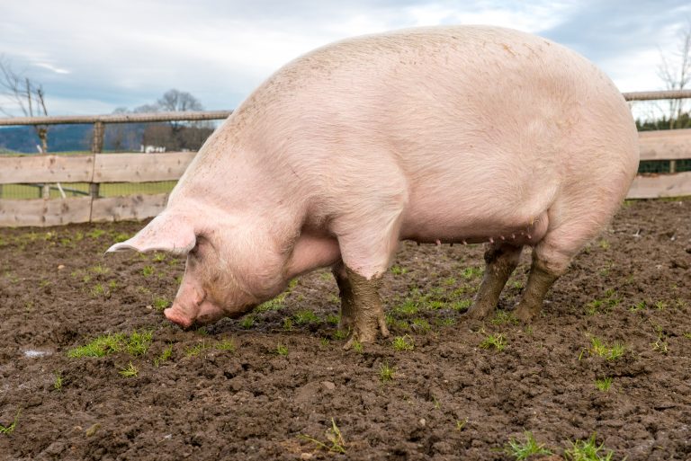 pig farming