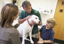 systems governing veterinary medicines