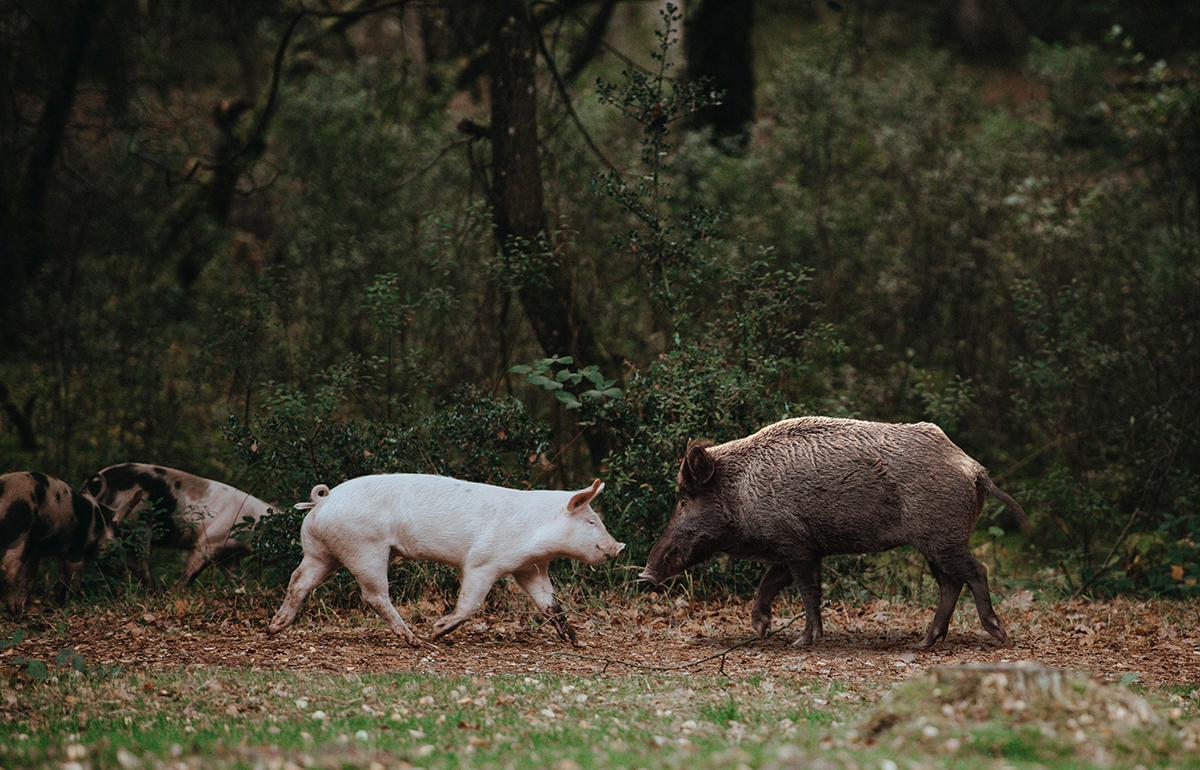 Animal health: African swine fever