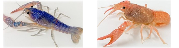 biological pigments, crayfish