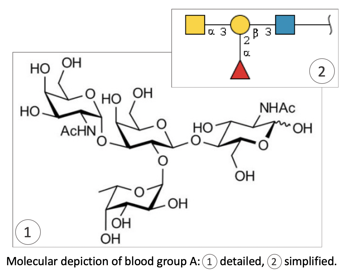 break the glycocode, SIB swiss institute of bioinformatics