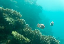 absorb greenhouse gases, seafloor