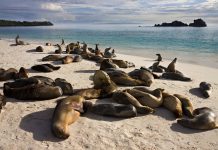 safeguarding galapagos