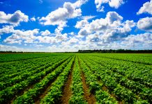 sustainable agricultural intensification