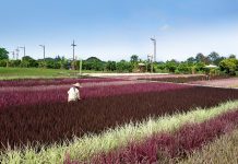 rainbow rice, rice science center