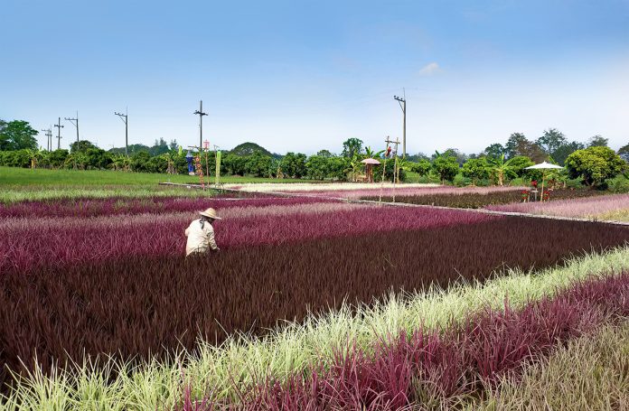 rainbow rice, rice science center