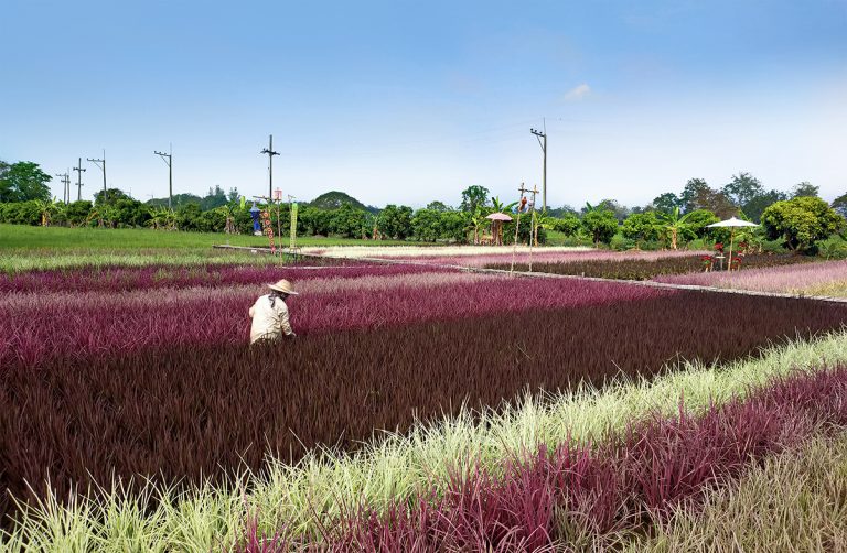 rainbow rice, rice science center