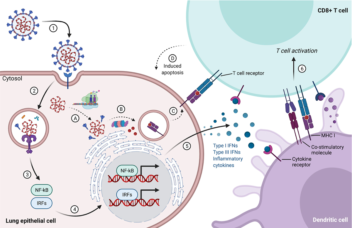 Figure 1 - Cellular immune response