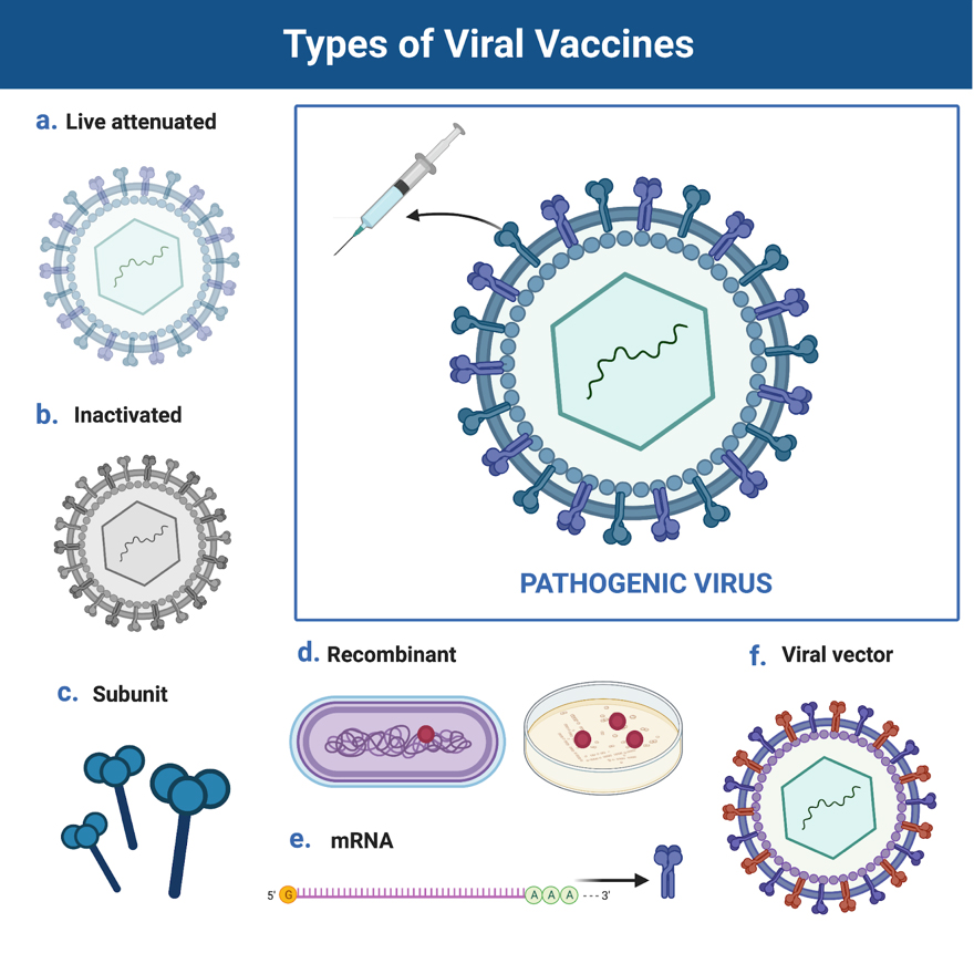 Virus vaccine. Vaccine vector. Types of vaccines. Viral vector vaccine. Immune System vaccine.