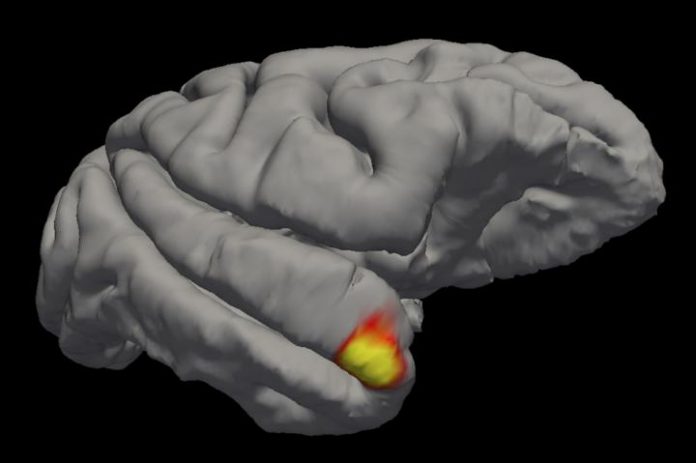 brain remembers faces, grandmother neuron