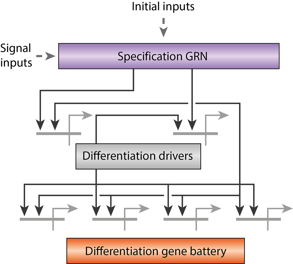 constancy hypothesis biology