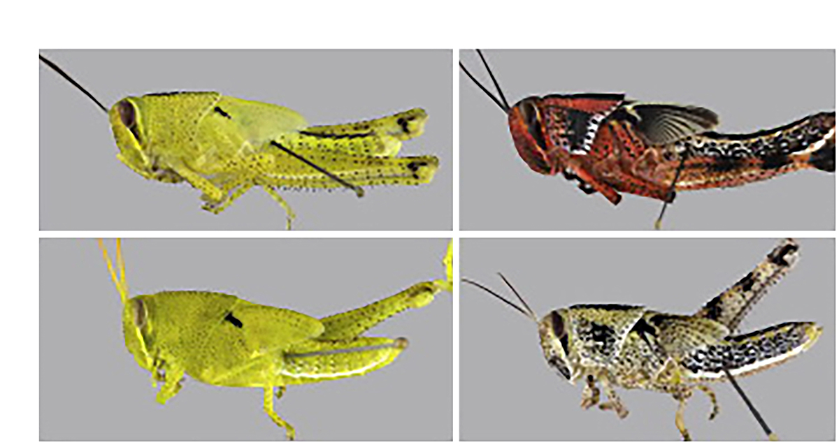 constancy hypothesis biology