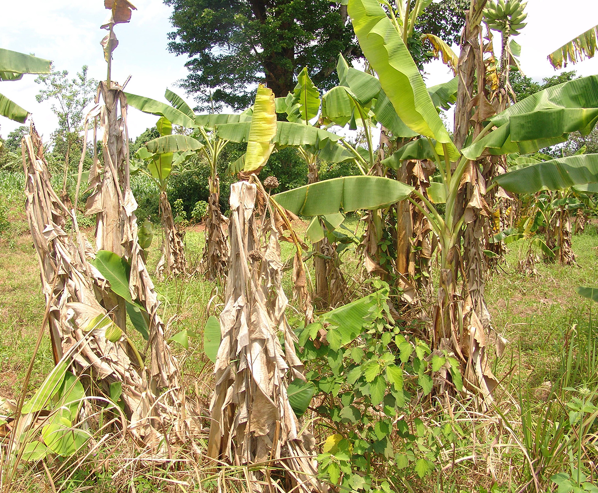 banana xanthomonas wilt