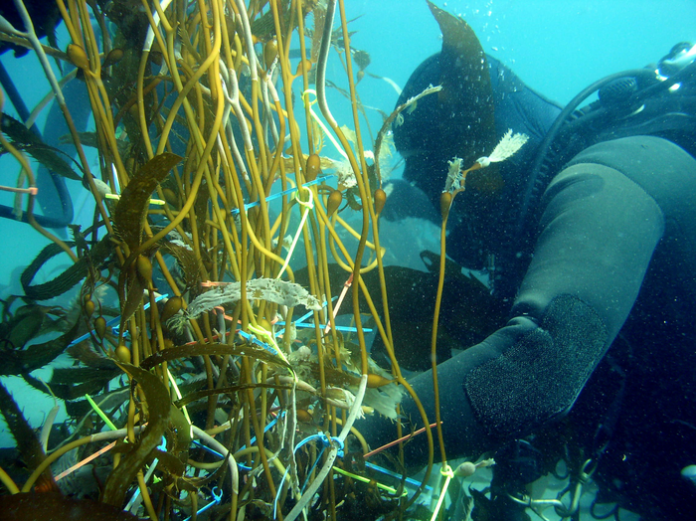marine biodiversity, environmental DNA