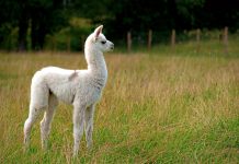 llama nanobodies, future vaccinations