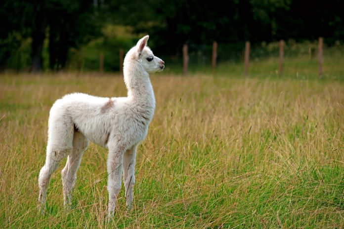 llama nanobodies, future vaccinations