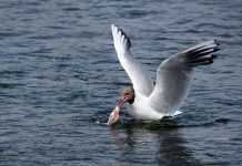 baltic sea fishing proposal, overfishing