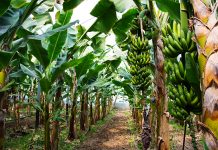 banana xanthomonas wilt