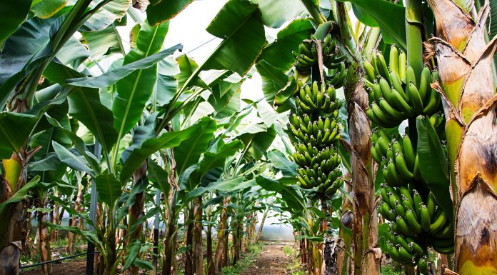 banana xanthomonas wilt