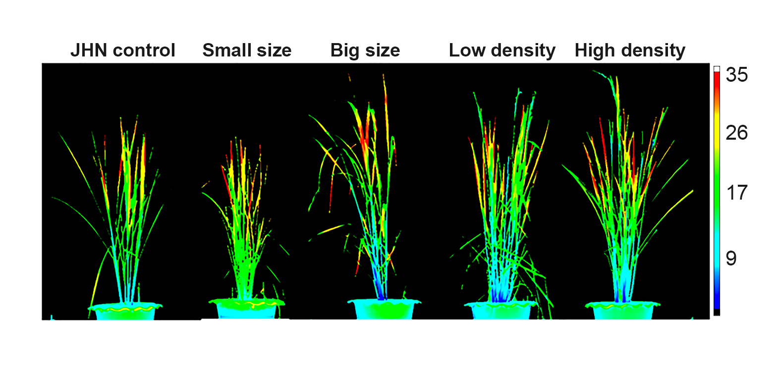 Canopy temperature scanning of the four stomata model lines with contrasting on stomata density and size under restricted-water and mild heat stress (300C).