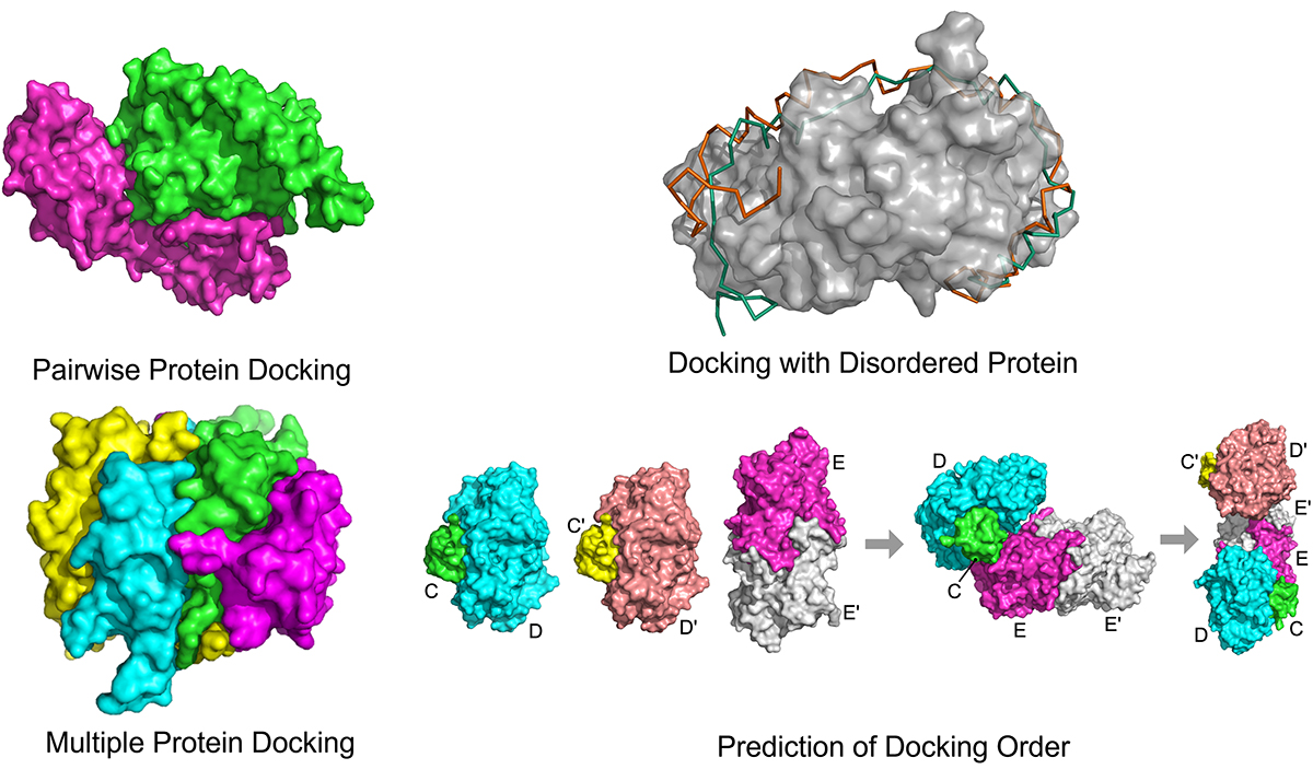 structures of protein complexes, 3D structures 