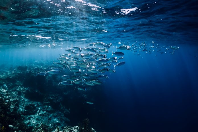 marine protected areas fish, MPA