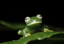 amazon forest biodiversity, amazon fires