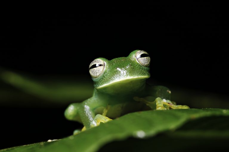 amazon forest biodiversity, amazon fires