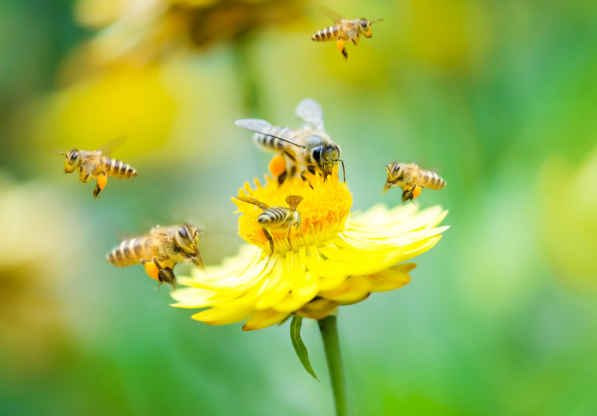 Indicator Species and Keystone Species Explained: Honey Bees and 18 Other  Examples