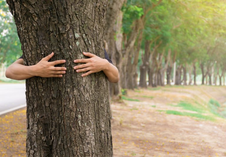 forests and trees