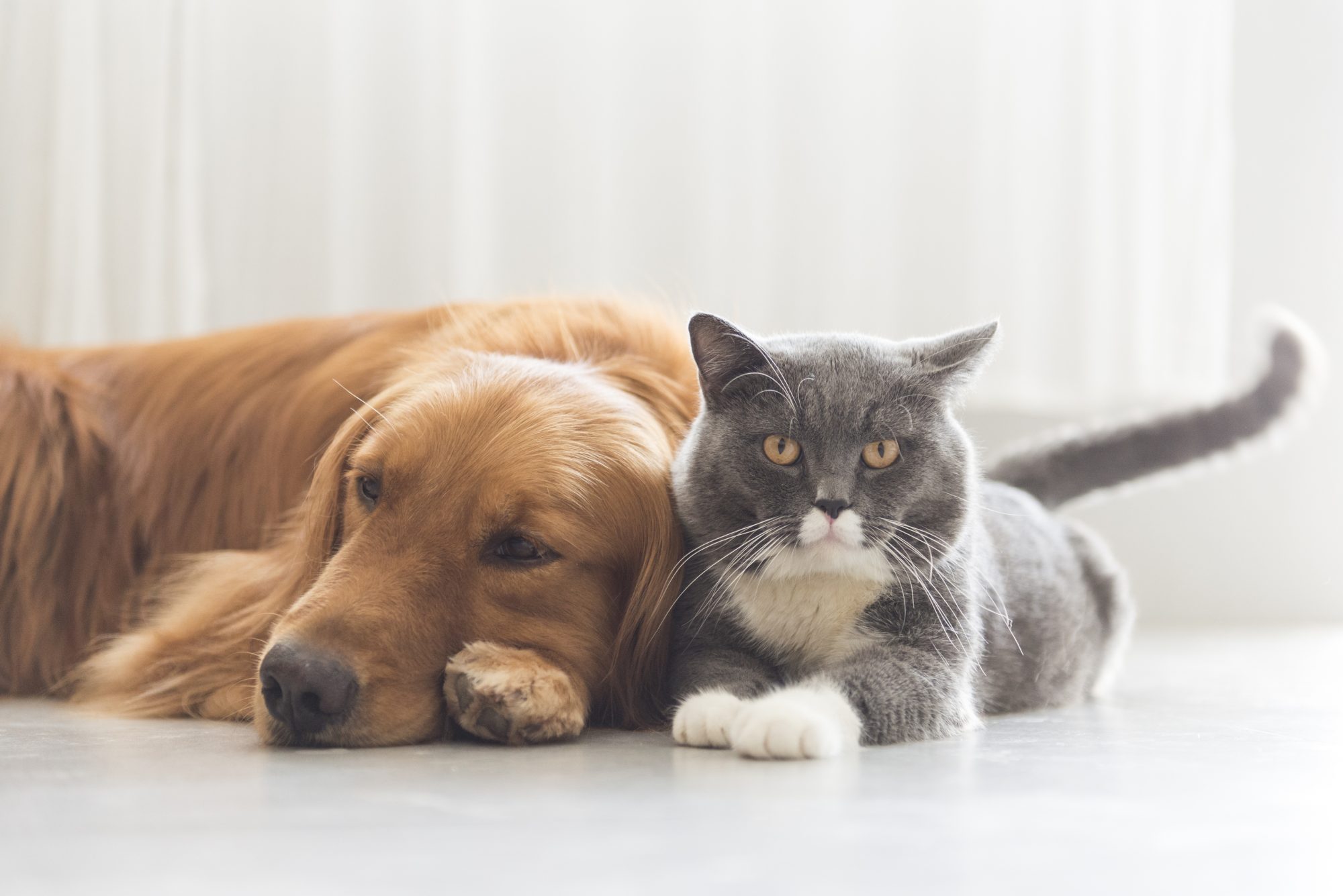 Developing therapies for cats, dogs & patients