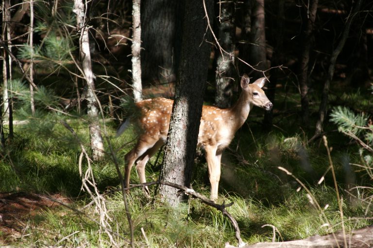 commercial wildlife markets, wildlife coexistence