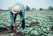 smallholder agriculture