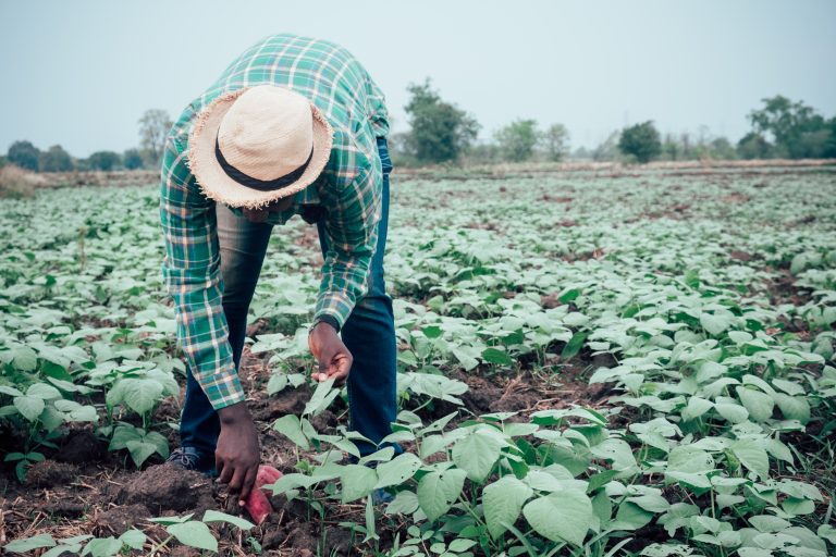 smallholder agriculture