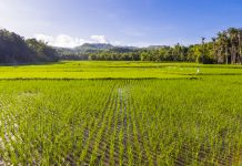 ensuring food security, rice crop