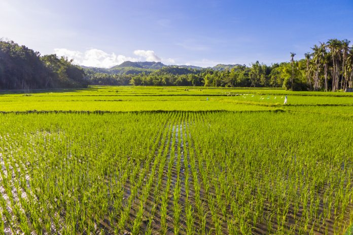 ensuring food security, rice crop