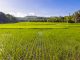 ensuring food security, rice crop