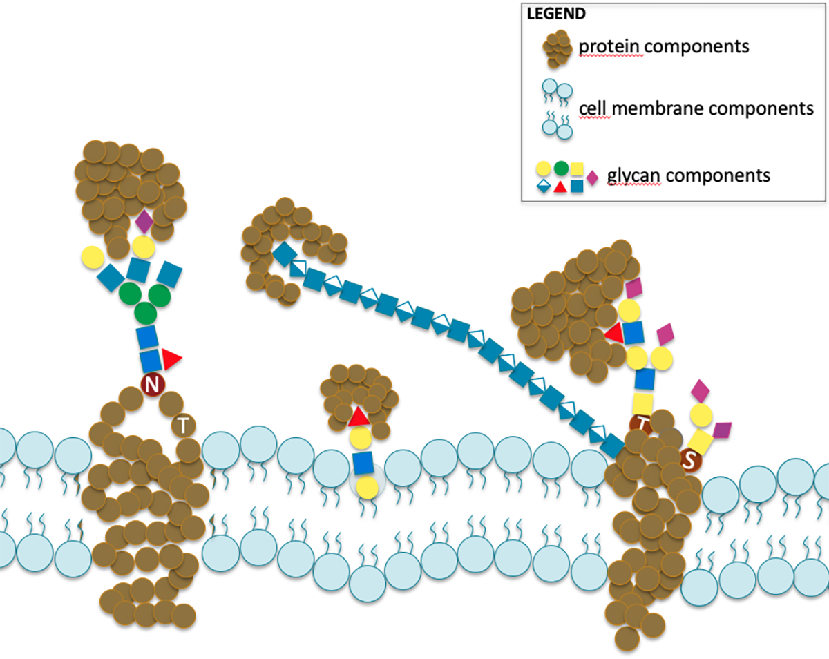 Glycoscience