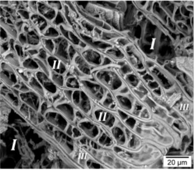Fig. 2: Electron microscopy image showing the large, open and connected pores of a sphagnum peat ((I) open and connected macropores, (II) closed or partially closed cells, and (III) and dead-end or isolated pore spaces called hyaline cells). Photos courtesy of Dr. Fereidoun Rezanezhad from Waterloo University, Canada (Rezanezhad et al., 2016, Chemical Geology; (https://doi.org/10.1016/j.chemgeo.2016.03.010)).