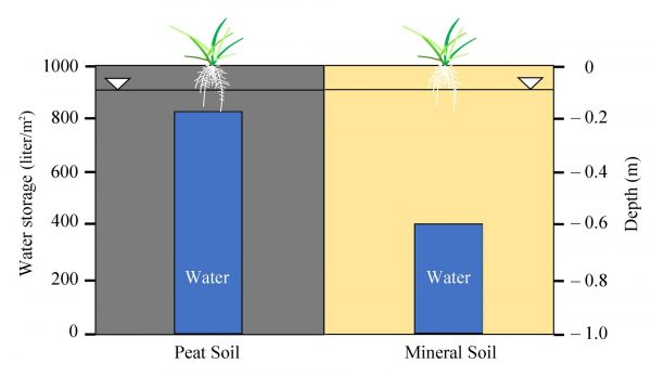 Fig. 5: Water storage function of mineral and peat soils. The water storage capacity of peat soils (left) is two times higher than that of mineral soils (right) explaining why peatlands are important drinking water sources.