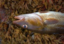 baltic fish stocks, fishing