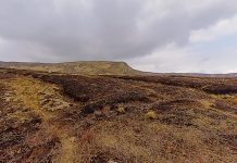 Peatlands and the water cycle