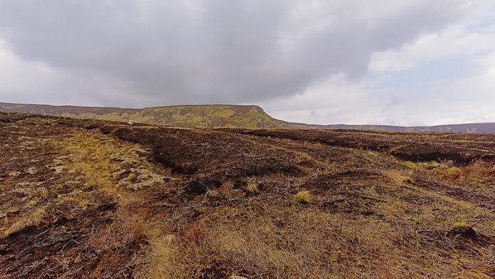 Peatlands and the water cycle