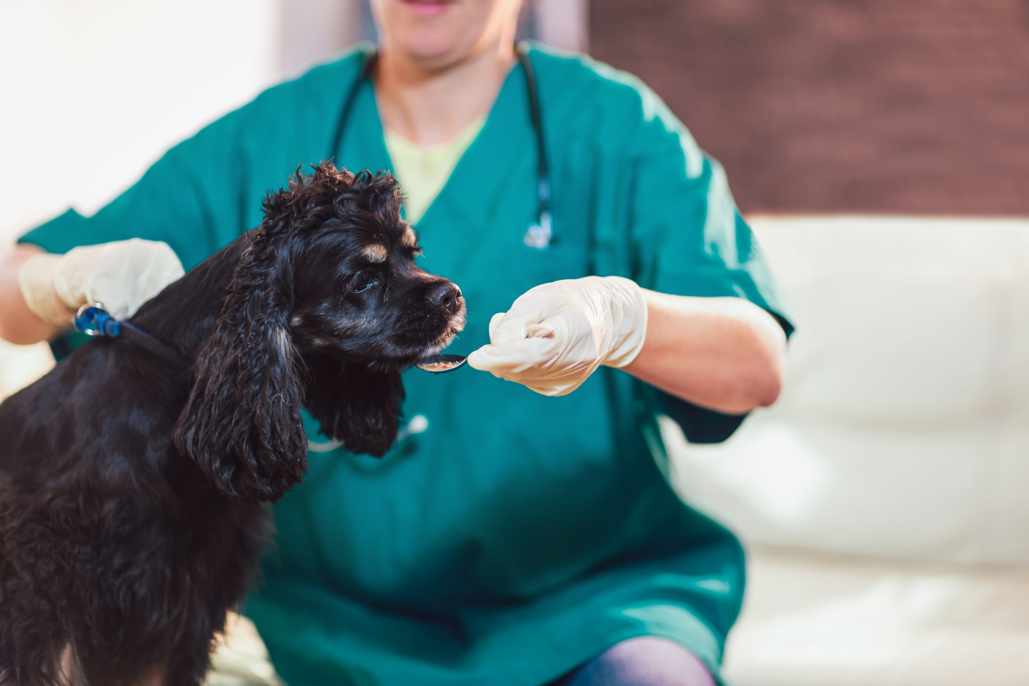 Нужно ли собаку перед прививкой перед. Ветеринария. Дегельминтизация. Дегельминтизация щенков. Дегельминтизация собак и кошек.