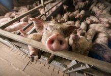 factory farming