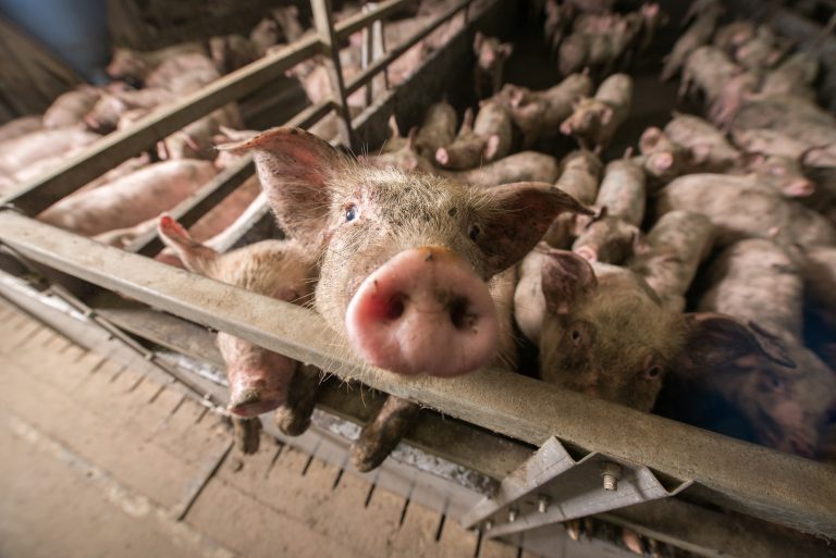 factory farming