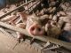 factory farming