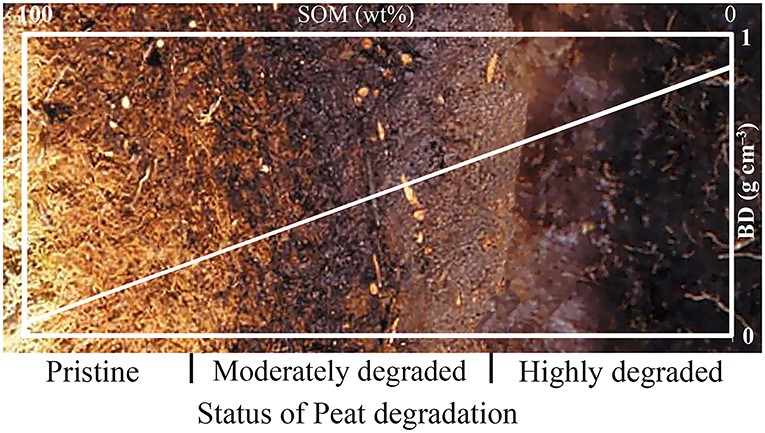 Fig. 3: Along with the decline of soil organic matter content (SOM) goes an increase in mass per unit volume the so-called bulk density (BD) of the soil. Figure taken from Lennartz and Liu, 2019, frontiers in Environmental Science (https://doi.org/10.3389/fenvs.2019.00092).