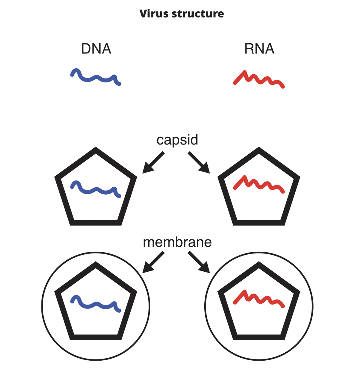 RNA viruses, chapel hill