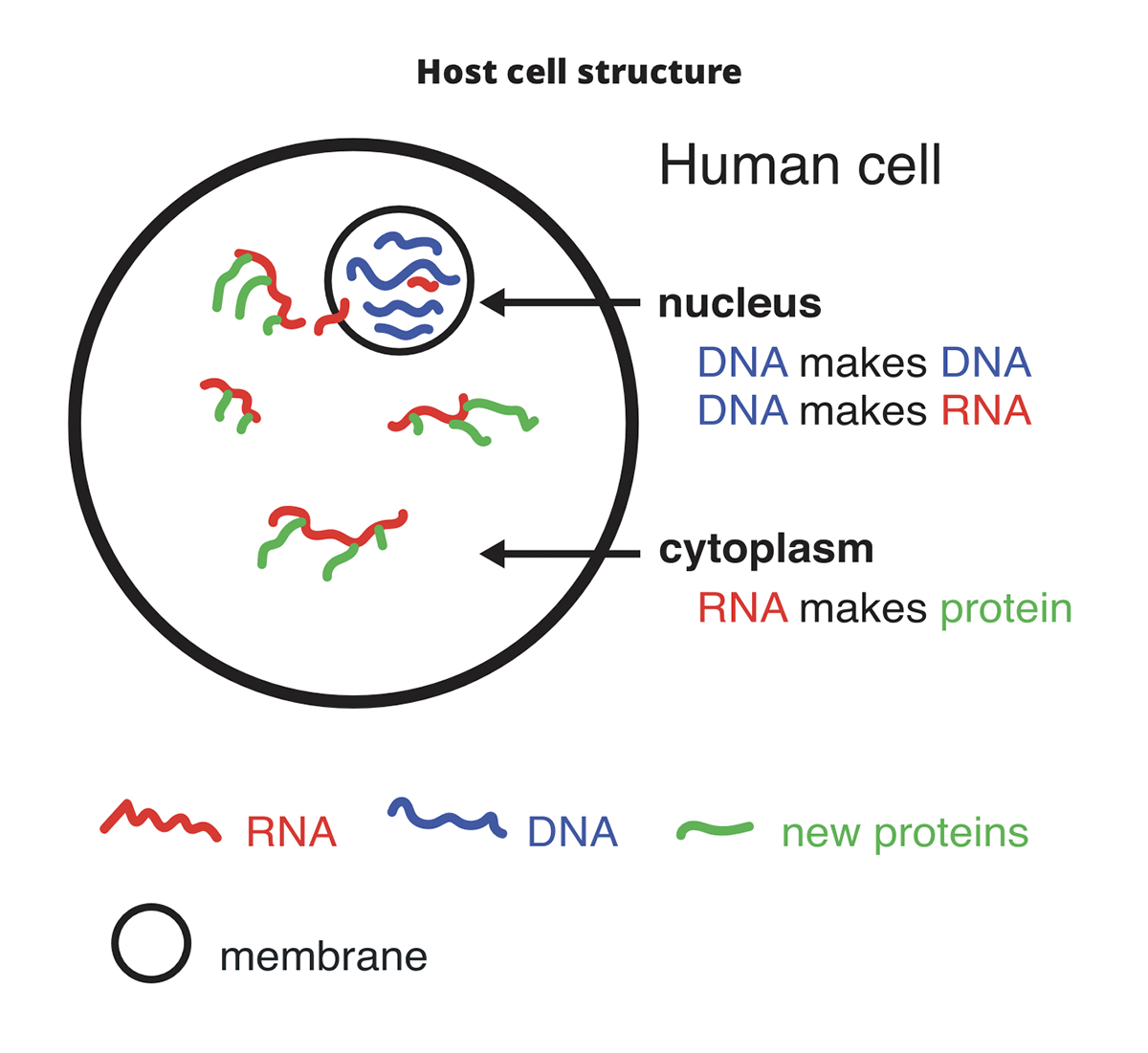 RNA viruses, chapel hill